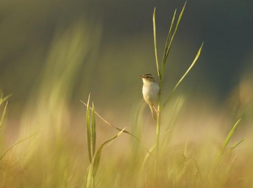 Meldinė nendrinukė