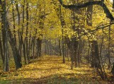 Pažintinė ekskursija po senąjį dvaro parką