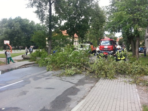 Nulūžęs medis Žalgirio gatvėje