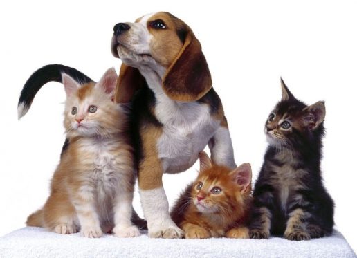 Nuotrauka Šilutės r. savivaldybės