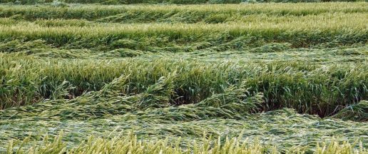 Nuotrauka Šilutės r. savivaldybės