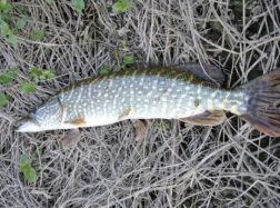 Baigiasi draudimas žvejoti lydekas