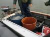 Už žalą žuvų ištekliams Kuršių mariose bauda tris tūkstančiai litų