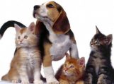 Privaloma šunų ir kačių registracija – nuo sausio 1 d.