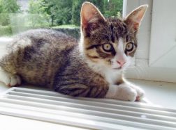 Pasiklydusi katytė ieško šeimininko