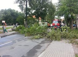 Išpuvę Šilutės medžiai ir toliau grąsina gyventojams