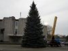 Kalėdų eglė Šilutėje jau stovi. Įžiebimas gruodžio 11 d.