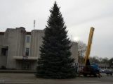 Kalėdų eglė Šilutėje jau stovi. Įžiebimas gruodžio 11 d.