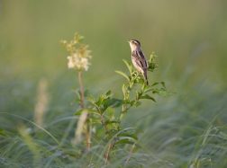 Ūkininkai raginami teikti paraiškas dėl paramos meldinių nendrinukių buveinėms atkurti