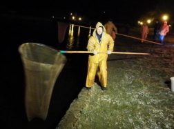 Rusnėje – stintų naktis