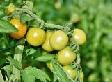 Kiek laiko dygsta pomidorų sėklos