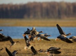 Sparnuočių pasitikti kviečia į paukščių rojų