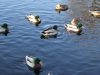 Prasideda Lietuvoje žiemojančių vandens paukščių apskaita