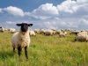 Apribota laisvė aštuonias avis pavogusiam vyrui