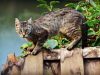 Hipoalerginis maistas katėms: būtinumas, pasirinkimas, kainos…