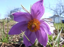 Ar aš esu alergiškas? Ką vertėtų žinoti?