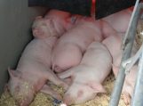 Apsisaugoti nuo klasikinio kiaulių maro gali padėti 10 paprastų taisyklių