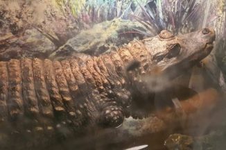 Neteisėtas radinys asmens gyvenamajame name – aplinkosaugininkai aptiko 16 kg krokodilą