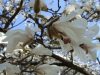 Šilutėje jau žydi magnolijos