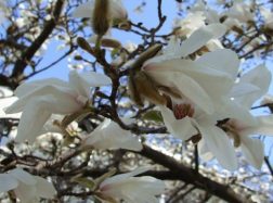 Šilutėje jau žydi magnolijos