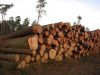 Apvaliosios medienos II pusmečio aukciono rezultatai