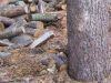 Rusniškis rado iškirstą 50 arų miško