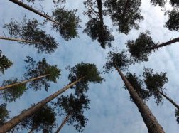 Žuvo medžio prispaustas medkirtys