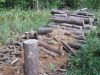 Miško vagys išsigabeno medienos už 8680 litų