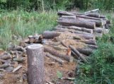 Miško vagys išsigabeno medienos už 8680 litų