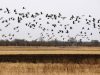 Nemuno deltoje – paukščių migracijos įkarštis