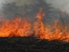 Bundalų kaime išdegė pernykštė žolė 40 hektarų plote