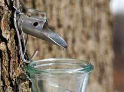 Tekinti sulą – ne iš kiekvieno klevo ar beržo