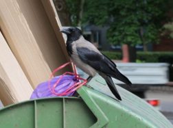 Šilutėje bus vykdomi varninių paukščių lizdų ardymo darbai