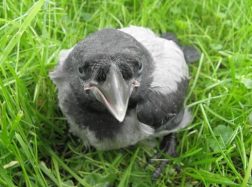 Prie liuteronų evalgelikų bažnyčios siaučia varna chuliganė