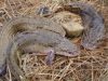 Prasidėjus vėgėlių nerštui, jas draudžiama žvejoti Prasidėjus vėgėlių nerštui, jas draudžiama žvejoti