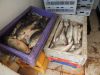 Žuvies perdirbimo įmonėje Šilutės rajone – antisanitarinės sąlygos ir nelegalūs darbuotojai